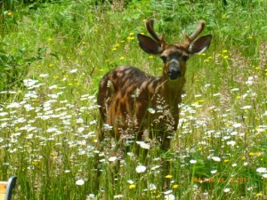 Big Boy in the Daisies