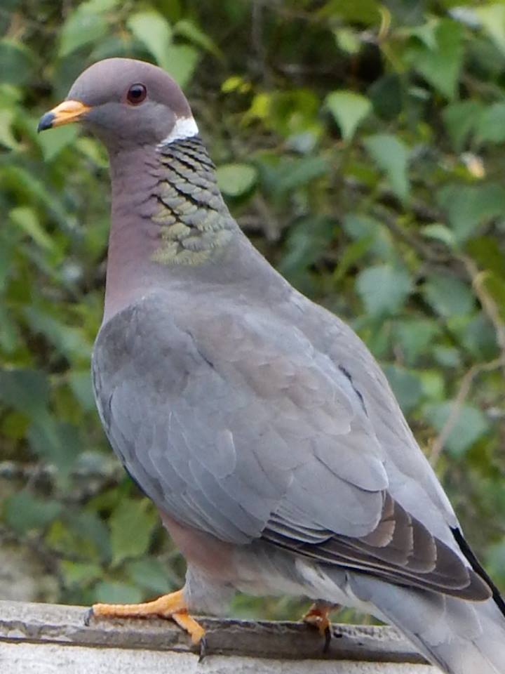Bye bye birdies: Parasite taking a deadly toll on band-tailed pigeons  across NorCal region - Local News Matters